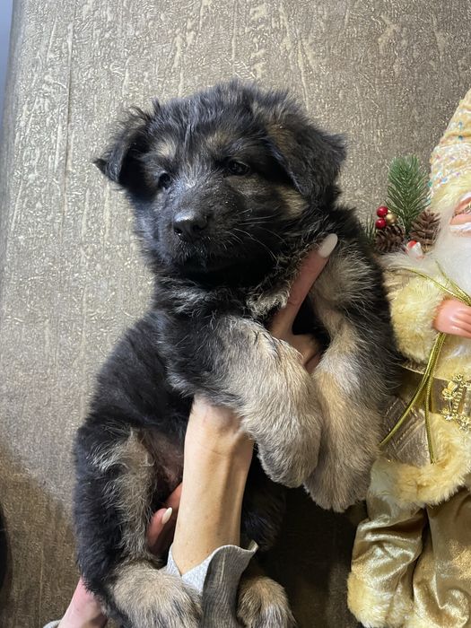 Щенки немецкой овчарки