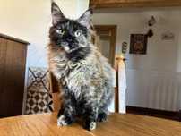 Kotka Maine coon FPL
