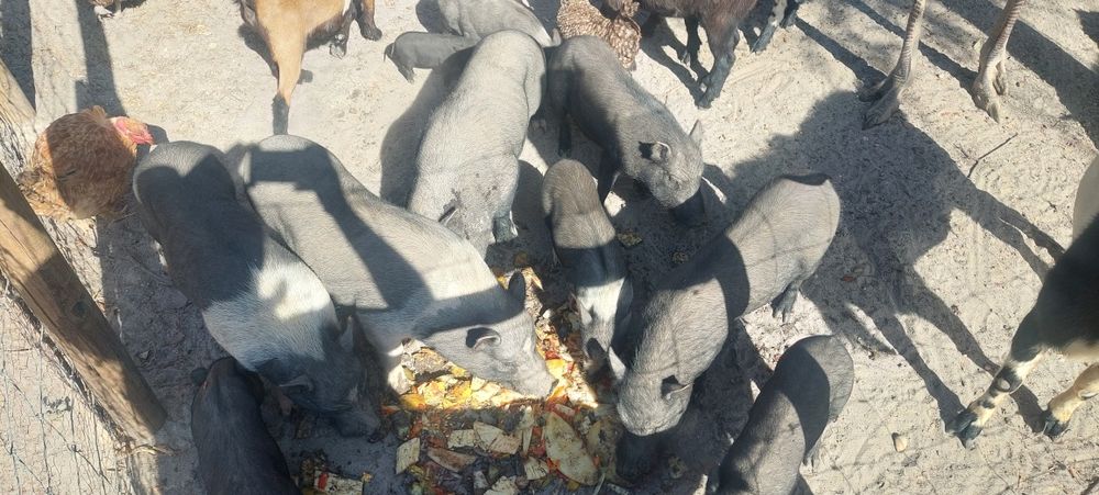 Animais de quinta 5€\kg