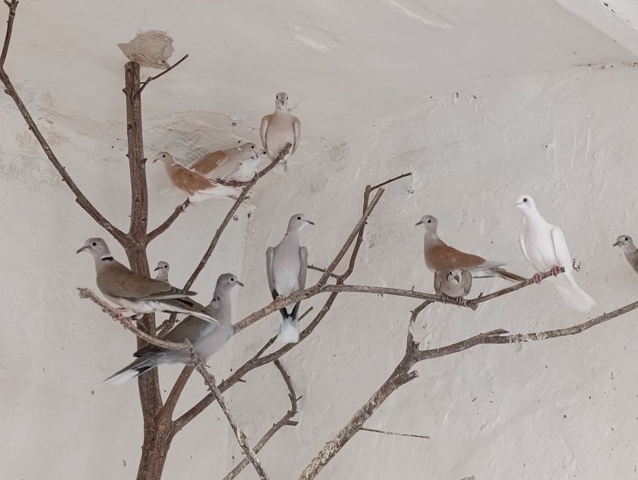 Cukrówka, sierpówka, dziki gołąb, ptaki