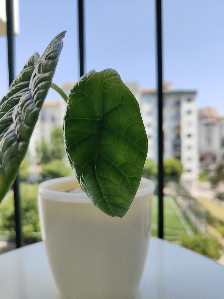 Alocasia sinuata // planta interior