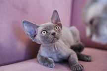 Zjawiskowa kotka Devon Rex