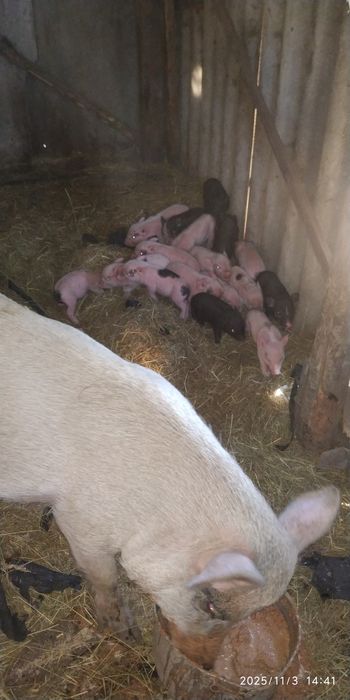 Поросята вьетнамские