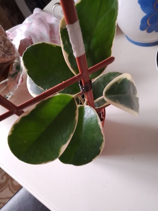 Квіти домашні хої