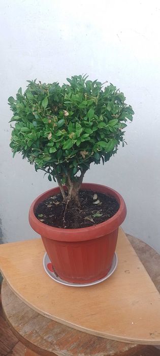 Комнатные растения, самшит вечнозеленый, кампсис, каменные розы.