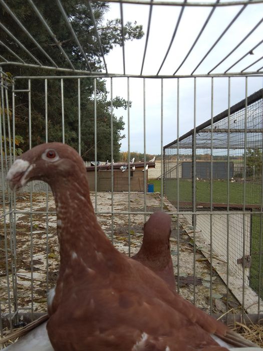 Garbonosy Wystawowe Niemieckie