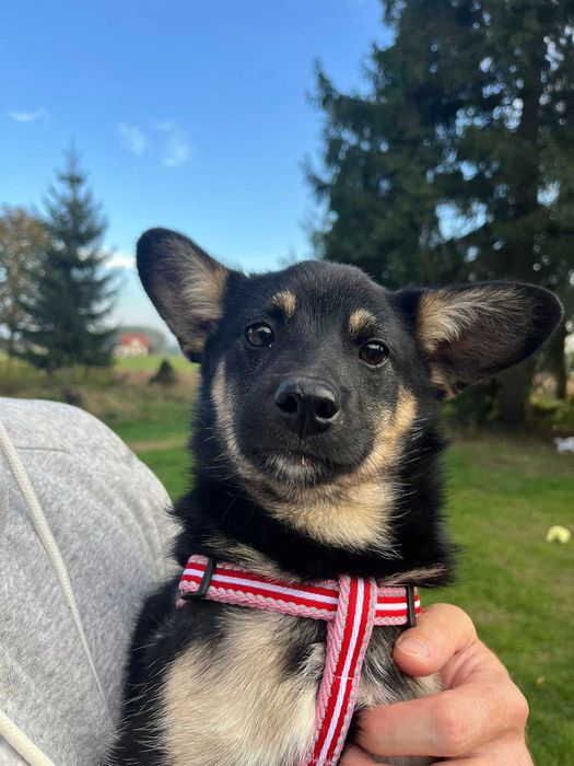 Wilczek cichutki maluch - szczeniak do adopcji