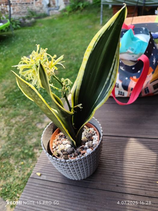 Sansevieria sheri