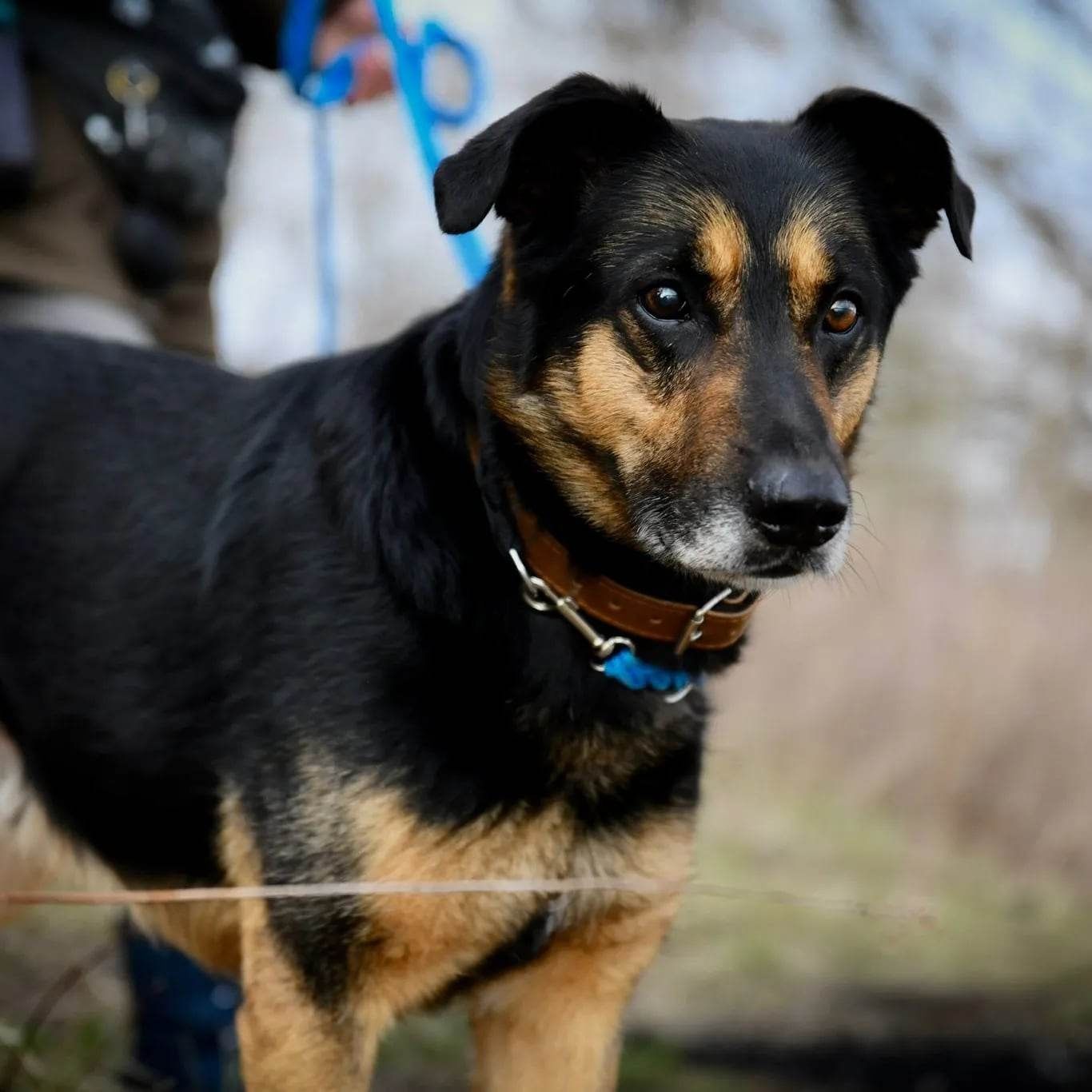 Dingo...wierny, porzucony, czy zdąży pójść do twojego domu?