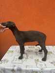 Szczeniaki rasy Chart Agnielski Greyhound