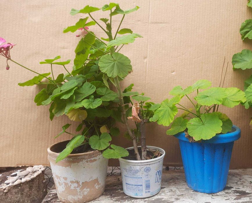 Бегония, Пеларгония, Калачик, Рео, Ладья Моисея. Домашні рослини.