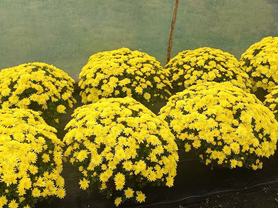 Chryzantemy doniczkowe drobnokwiatowe