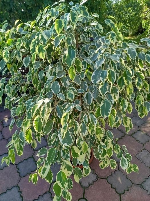 Продам фікус Бенджаміна.