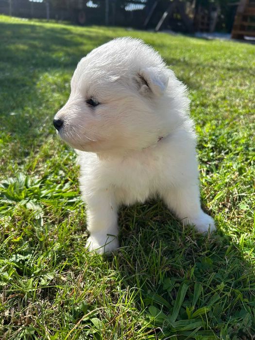 Samoyed – suczka z hodowli "Biała Łapka"