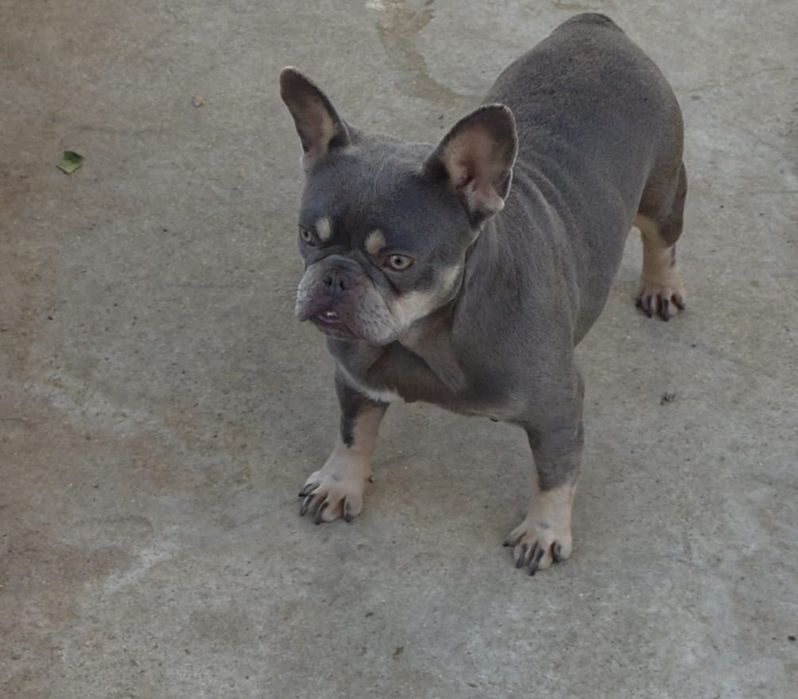 Bulldog frances Lilac Tan