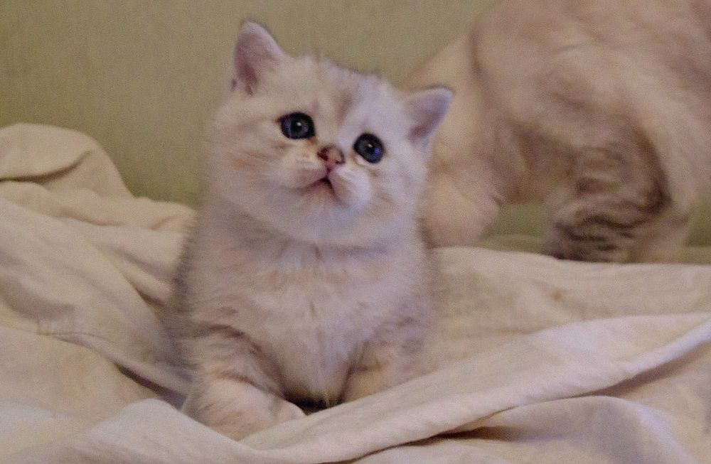 Красавец шиншилла поинт