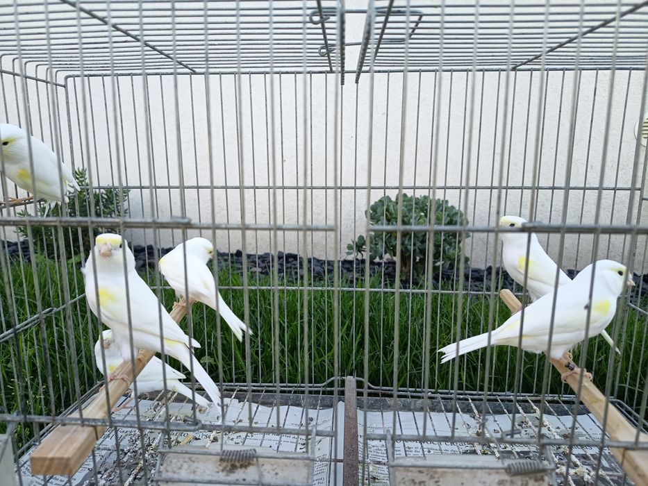 Canários mosaicos amarelos