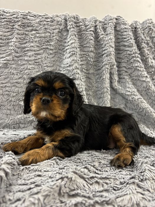 Cavalier king charles spaniel