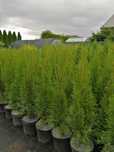Tuja Smaragd, Thuja Szmaragd 10 zł