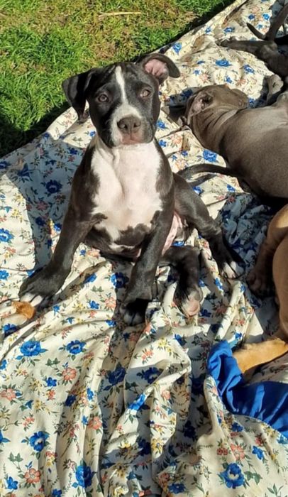 Szczenię Pitbull terrier
