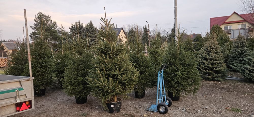 Choinki pachnące jak las - Brzóza