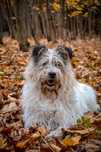 Piękna Suczka do adopcji! Sunia w typie rasy szuka Domku!