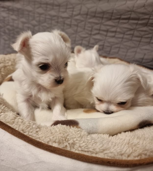 Maltańczyk szczeniak