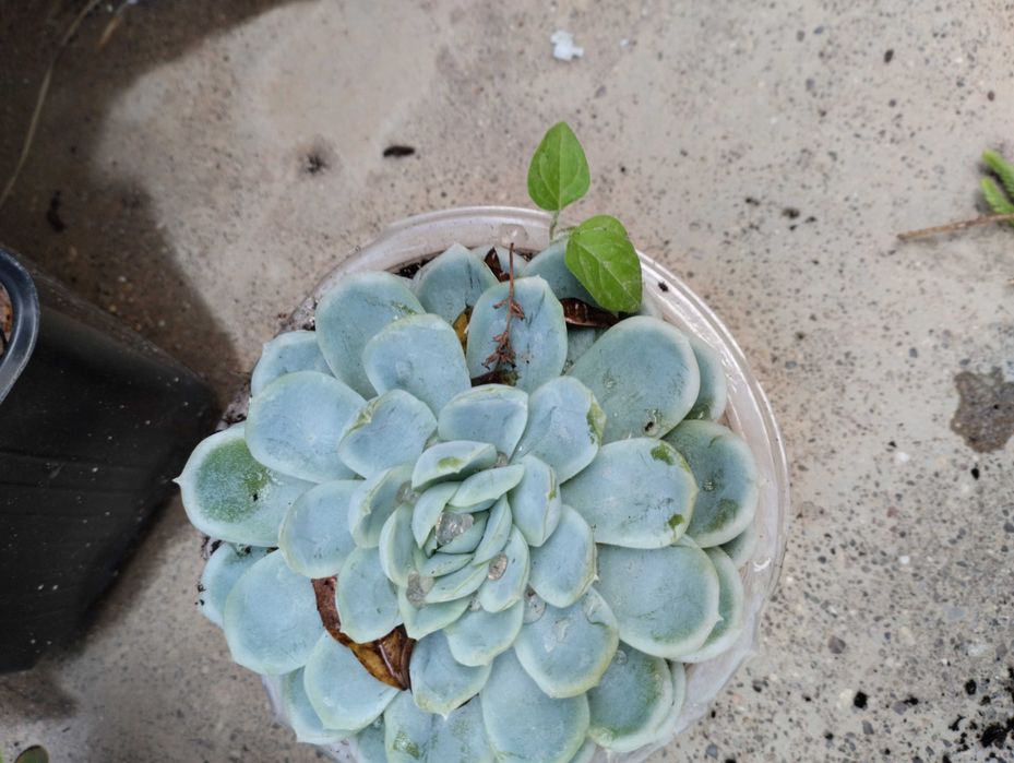 Lindas Suculentas a 1€