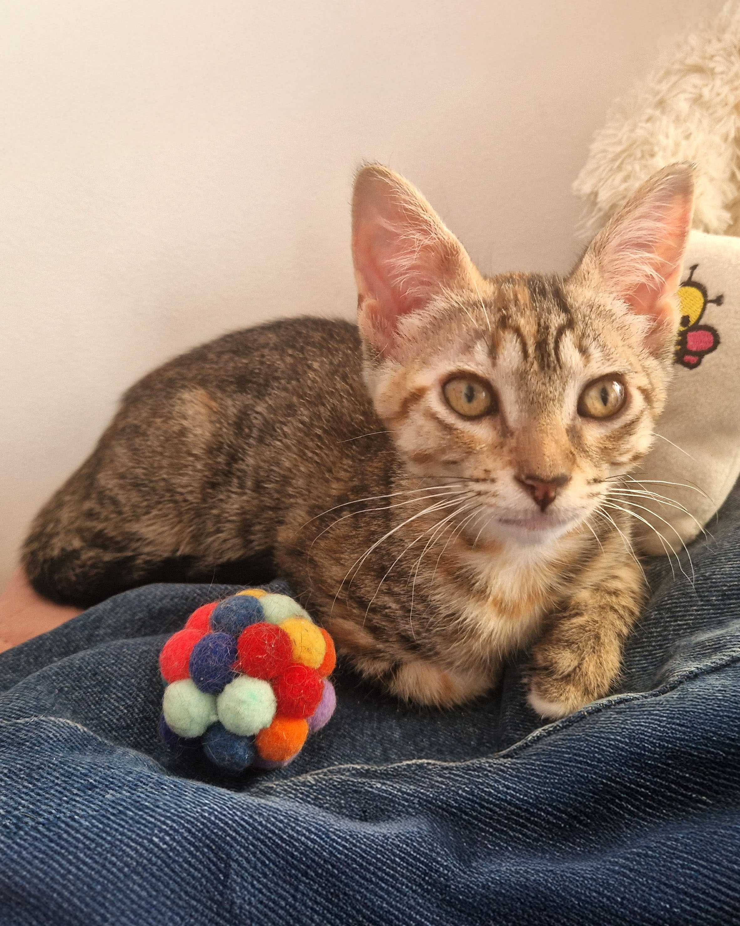 Setúbal / Margem Sul / Lisboa — NIKKA, gatinha para adoção