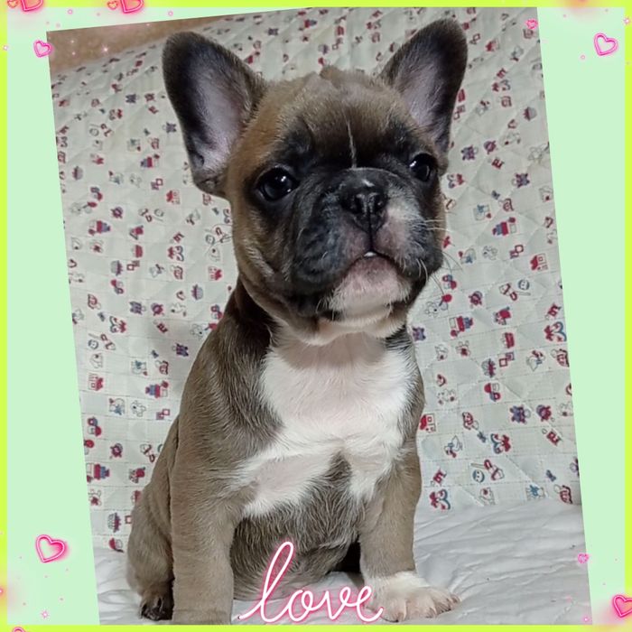 Дуже класні цуцики