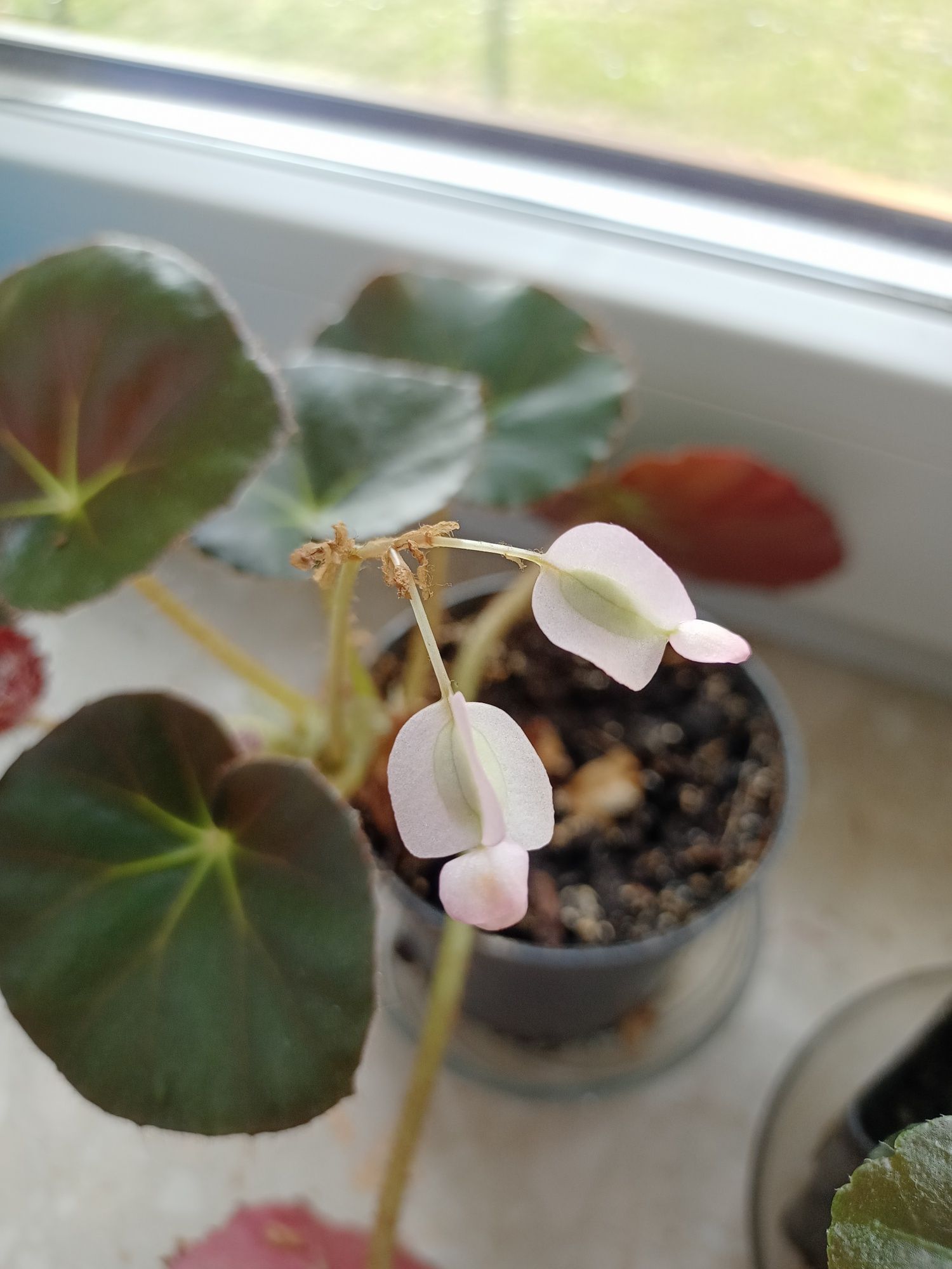 Begonia czerwonolistna