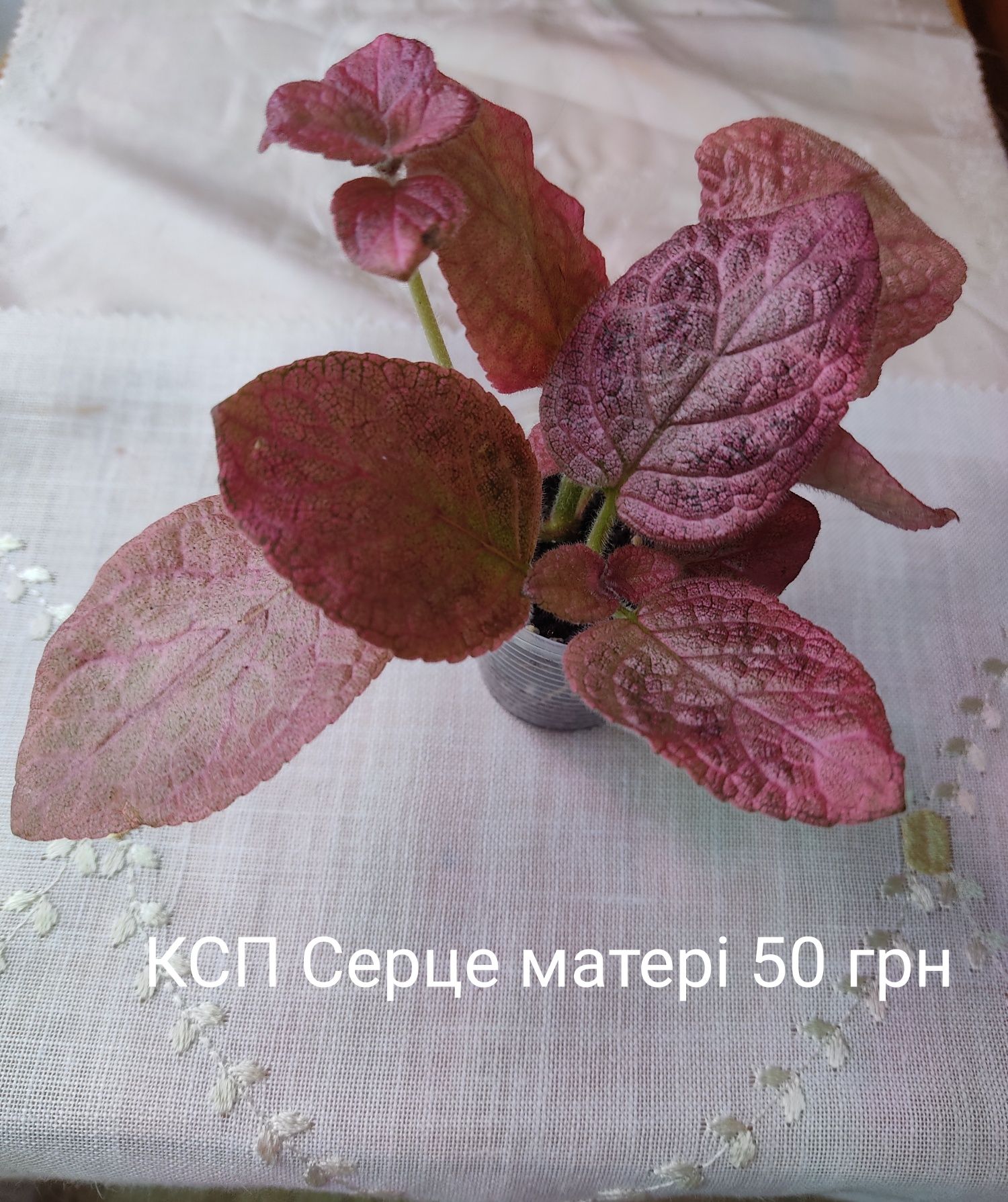 Епісцї 50грн.Висилаю Новою Поштою при сприятливих умовах Укрпоштою.Мін