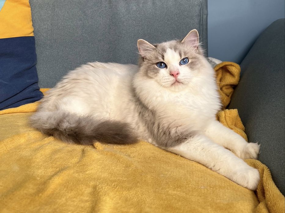 Kocurek Ragdoll adopcja / prawdziwy rodowód / kocięta FPL kotek kocur