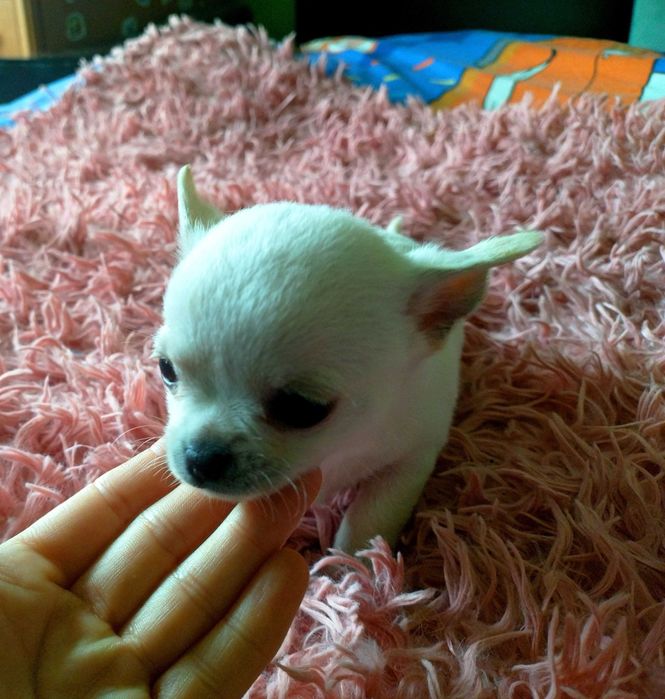 Chihuahua chłopczyk biały