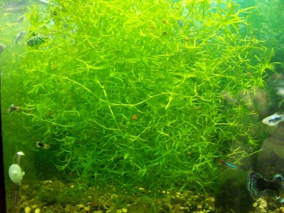 Рослини акваріумні.