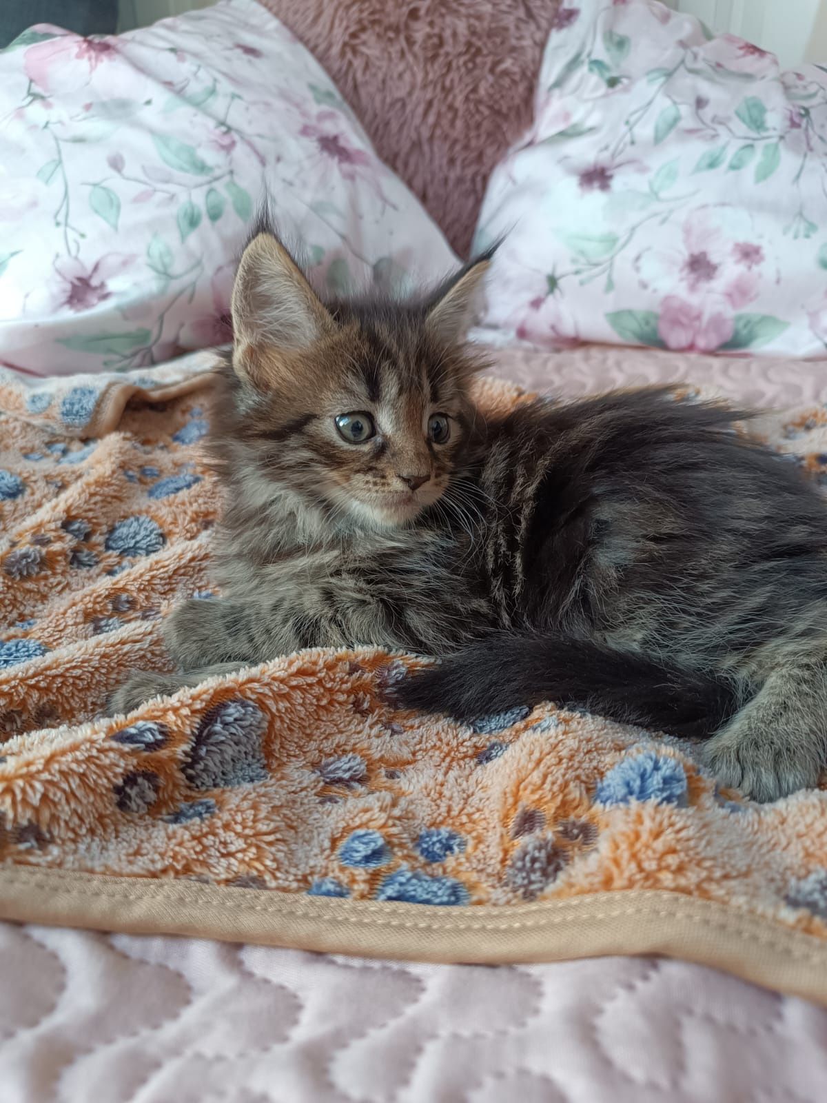 Maine coon FPL.Kotek,,kot rasowy