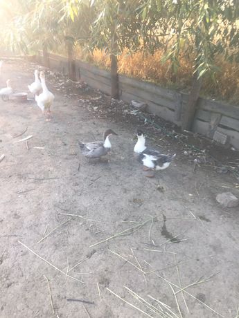 Продам гуси качки індокачки