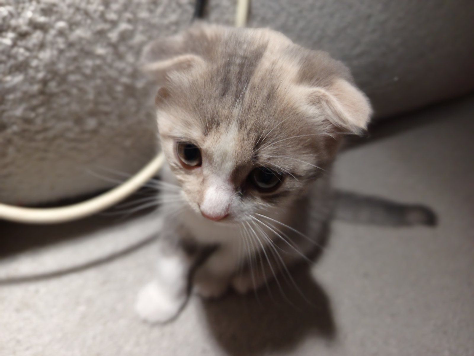 Продам котят вислоухие