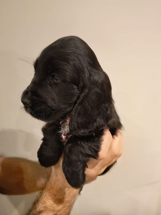 Cocker spaniel angielski suczka czarna