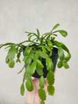 Planta flor de maio