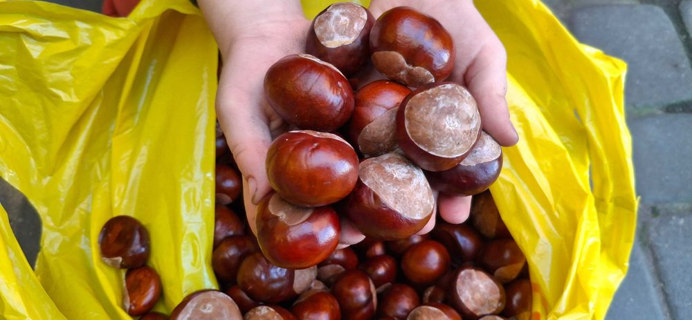 Kasztany tegoroczne niejadalne ozdobne