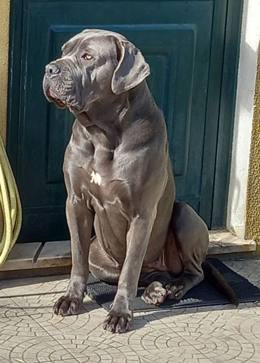 Cane Corso Italiano