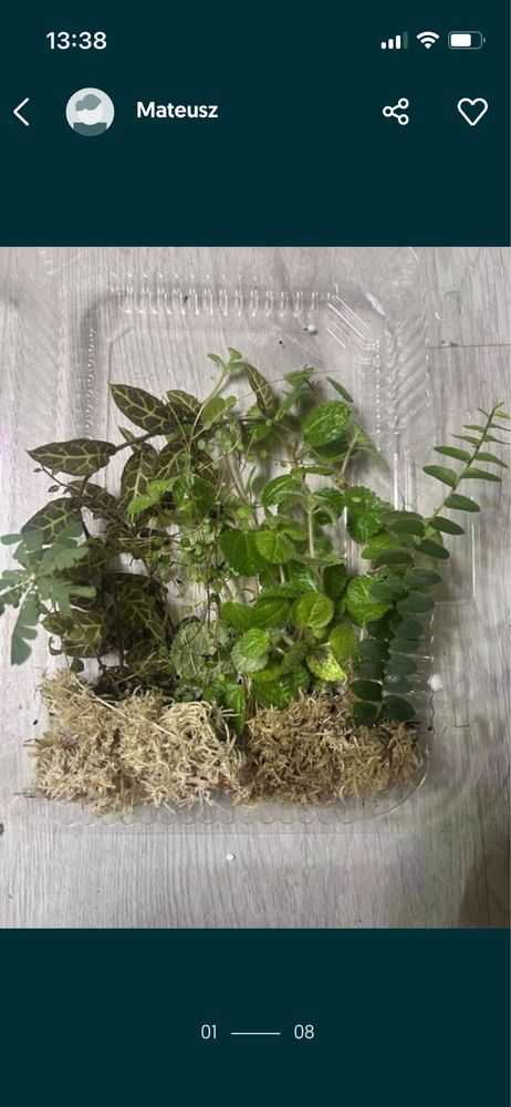 Rosliny do terrarium,paludarium tropikalnego , marcgravia, solanum