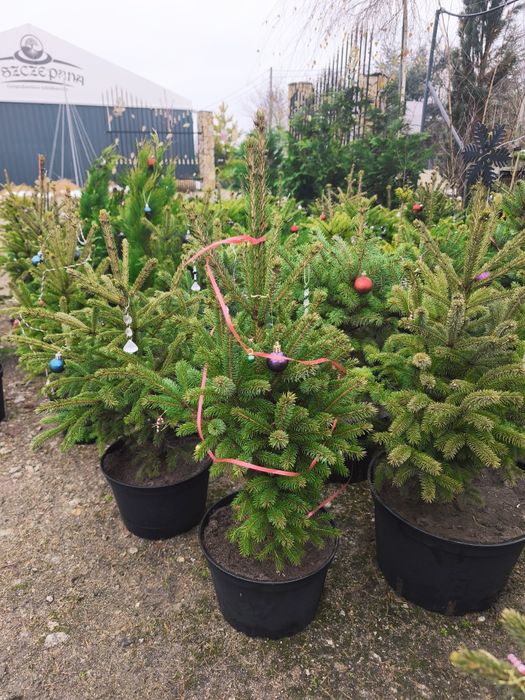 Choinki w doniczkach jodła świerk święta boże narodzenie drzewko