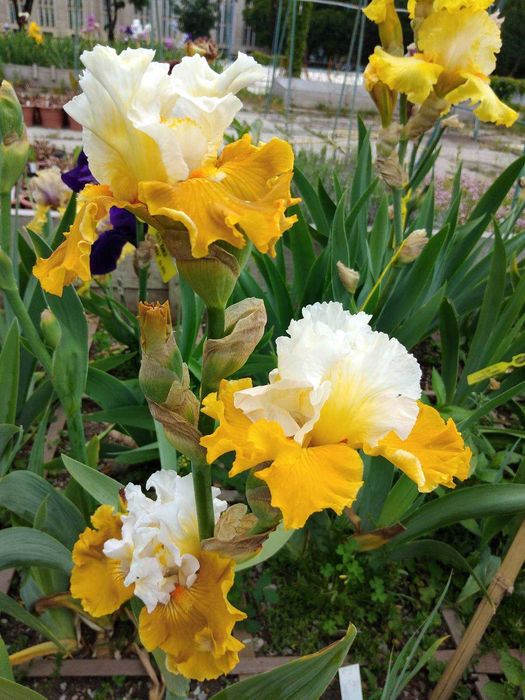 сортові  квіти  іриси, кала, лілейники  та флокс з особистої колекції.