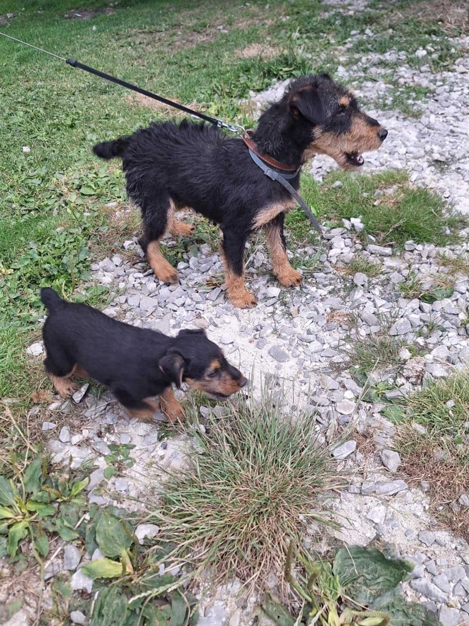 Terrier niemiecki suczka