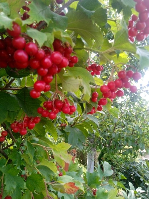 Калина .Продам саджанці калини.