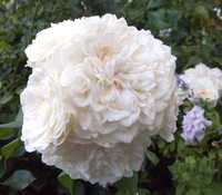 Роза вьющаяся  белая