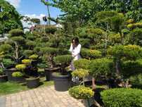 NIWAKI - BONSAI -szkółka  - drzewa i krzewy formowane 600zł -7000zł
