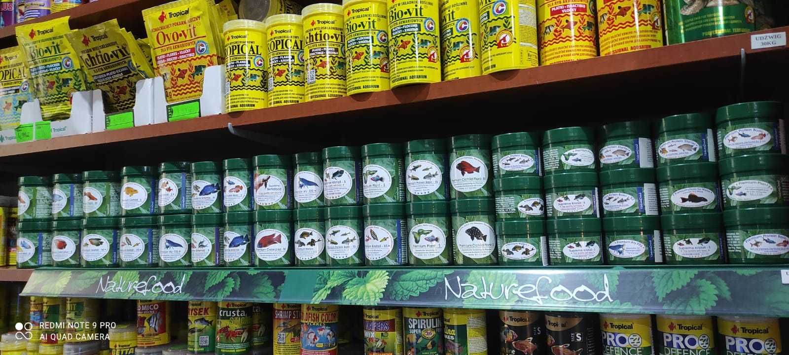 Pielęgniczka żółta/borelli TINA ZOO Zabrze